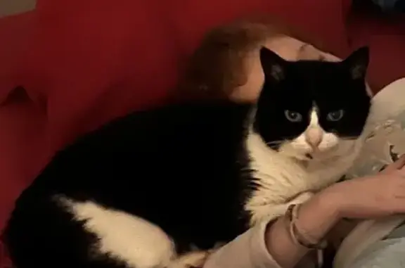 Chat noir/blanc perdu à Riorges - photo