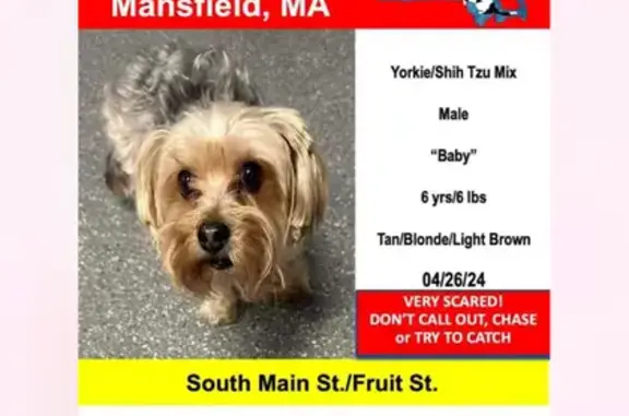 Lost Dog Babiie - Tan/Black Male in Mansfield!