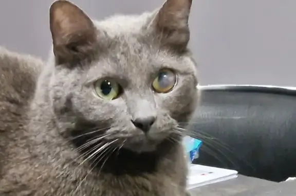 Chatte chartreuse grise perdue - photo