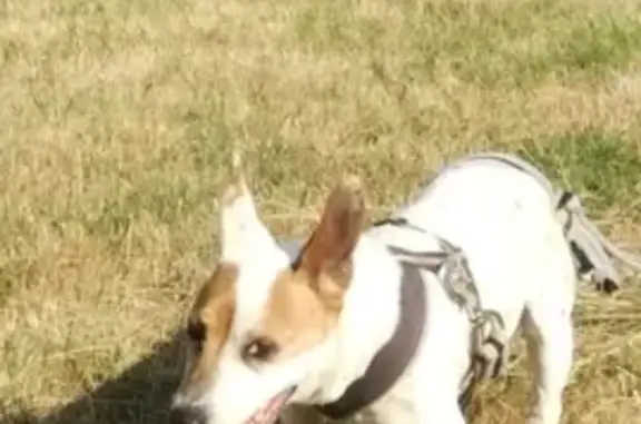 Chien perdu , photo : Jack Russell perdu à Séranon