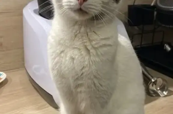 Chat perdu, Épinal, photo: Chat d'appart perdu à Épinal