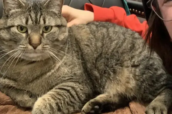 Lost Large Tabby Cat in Rivert...