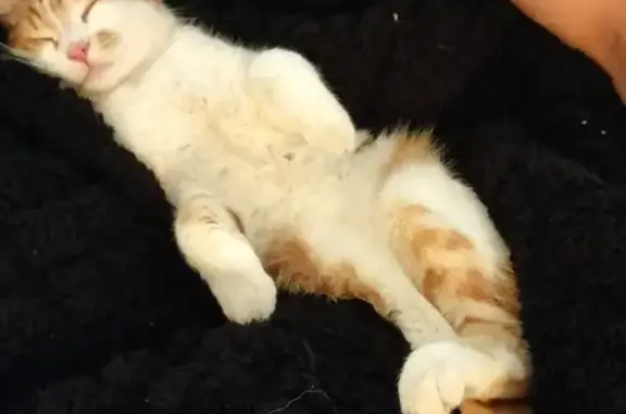 Chat perdu, Saint-Nazaire, photo: Chat roux et blanc perdu