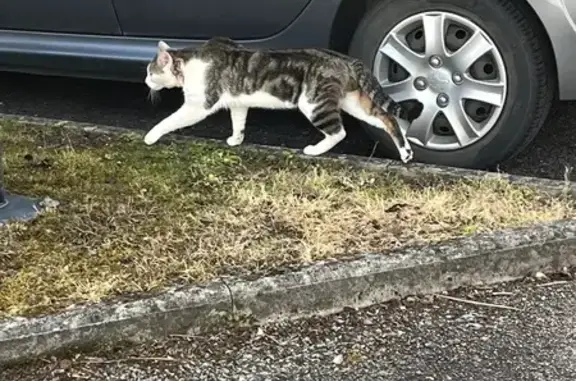 Animaux trouvés Vesoul, photo: Chat blanc-tigré blessé trouvé