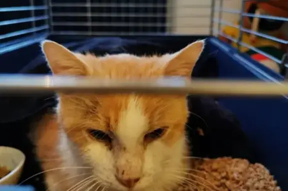 Chatte blanche et rousse trouvée - photo