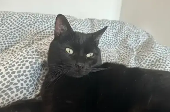 Animaux perdus Toulouse, photo: Chat Noir Perdu - Toulouse 27/04