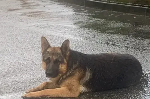Chien trouvé Muret, photo: Chien berger perdu à Muret