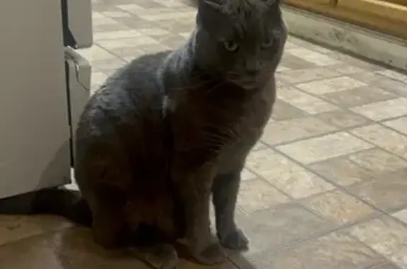 Lost Fat Russian Blue Cat - Green Eyes on Lombard Dr!