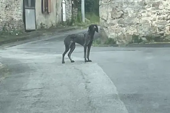 Animaux trouvés Bellac, photo: Chienne perdue, maigre, Bellac