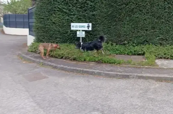 Deux chiens égarés à Brindas - photo