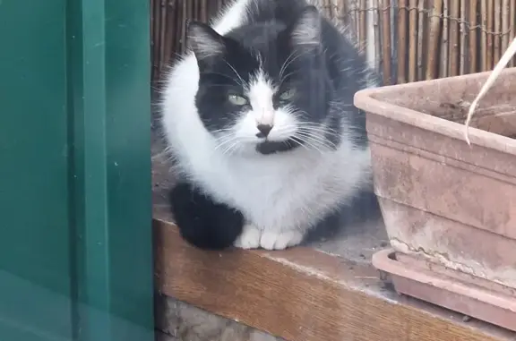Chaton trouvé à La Bassée - photo