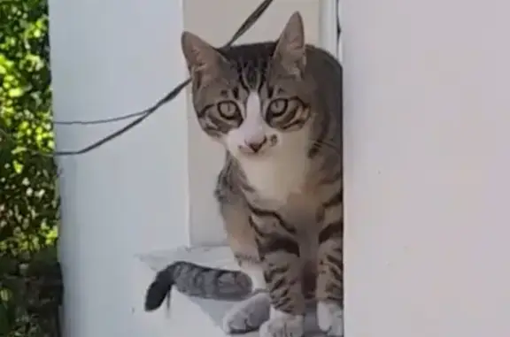 Animaux perdus Nouvelle-Aquitaine, photo: Chaton perdu à Biarritz