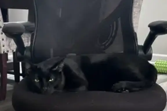 Lost Black Cat with Secret Stripes - Orland Park