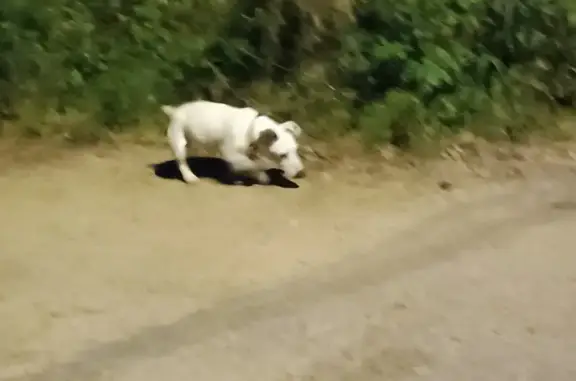 Chien Jack Russel malade trouvé - photo