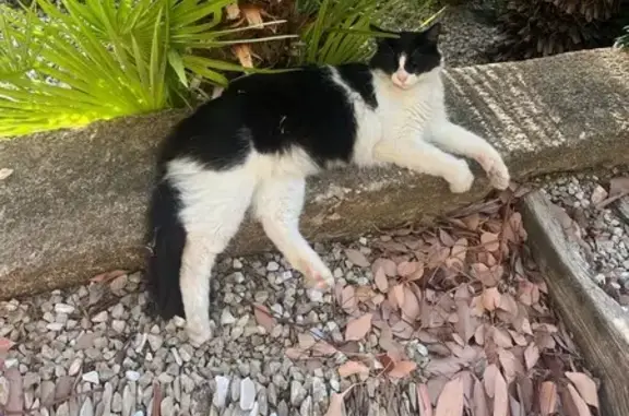 Chat perdu, Cannes, photo: Chatte bicolore perdue à Cannes