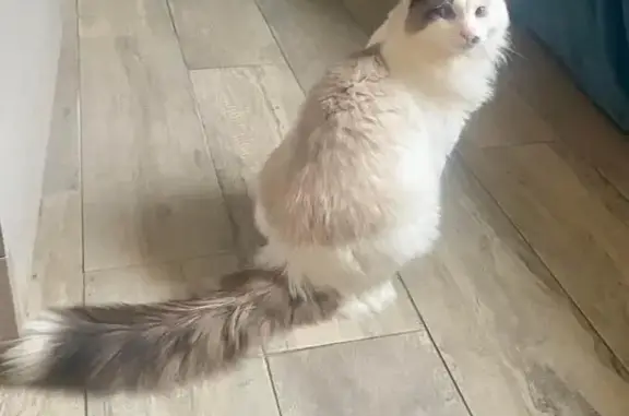 Chat perdu, Joigny, photo: Chat Birman aux yeux bleus volé à Joigny