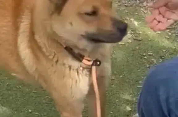 Lost Chow Mix Near 68th Ave Glendale - Help!