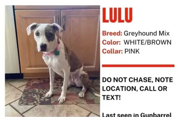 Lost Dog Alert: Spot & Call 310-770-8640 - Reward!