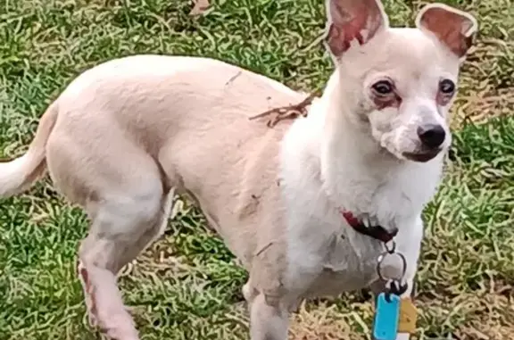 Lost Chihuahua: Bent Ear, Red Collar - Help!