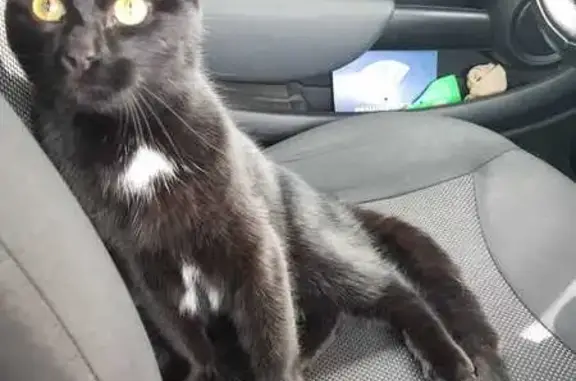 Chat noir médaillonné trouvé - photo