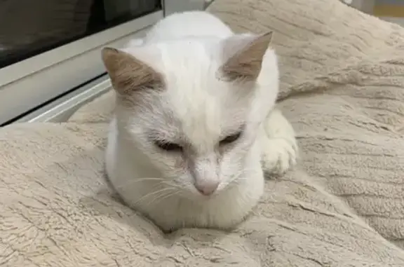 Chaton blanc sociable trouvé - photo
