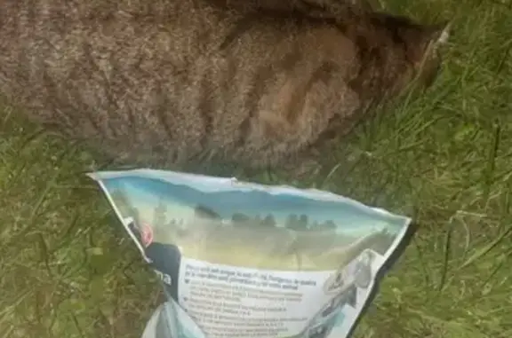 Chat affectueux trouvé à Reims - photo