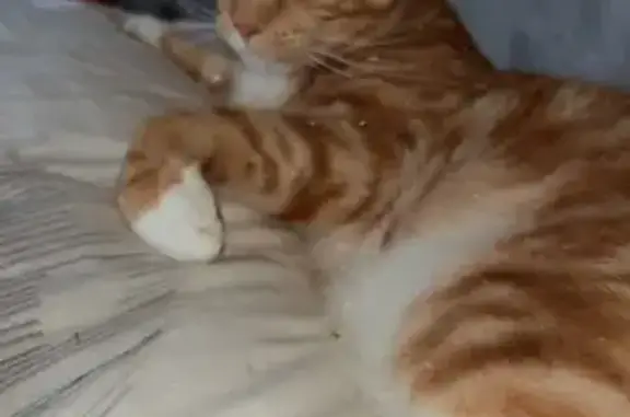 Chat Loucky disparu - Roux/Blanc - photo