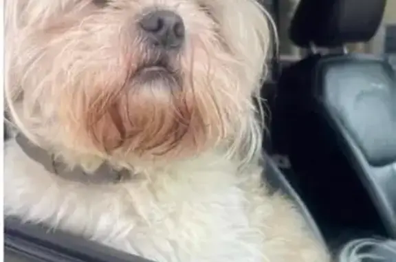 Lost and found pets , photo: Lost Shih Tzu: 