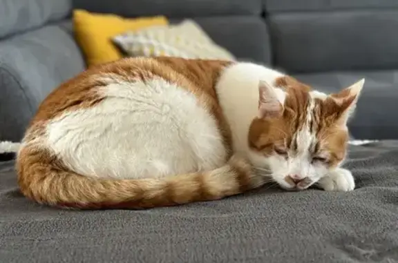 Animaux perdus Châtellerault, photo: Chat blanc-roux perdu à Châtellerault