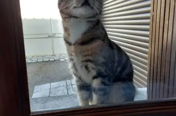 Chat affamé trouvé à Thésée - photo