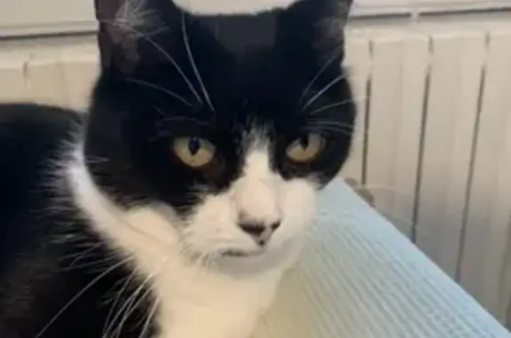Chat perdu, Heyrieux, photo: Chatte noire/blanche perdue à Heyrieux