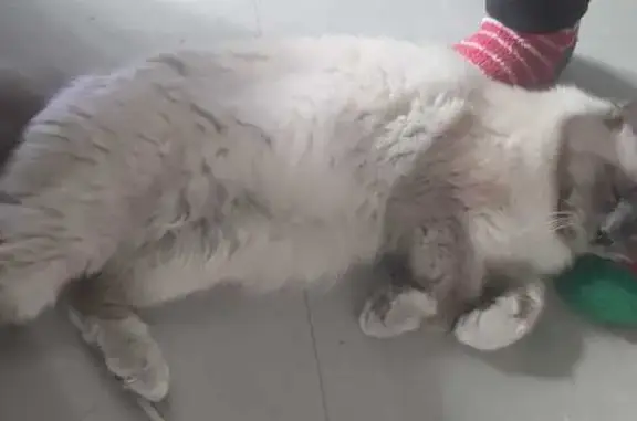 Chat perdu retrouvé à Paris 29 - photo