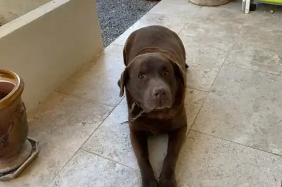 Animaux perdus Nîmes, photo: Marius, labrador perdu à Nîmes
