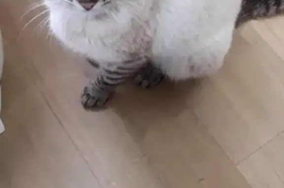 Chat siamois mâle trouvé à Asnières - photo