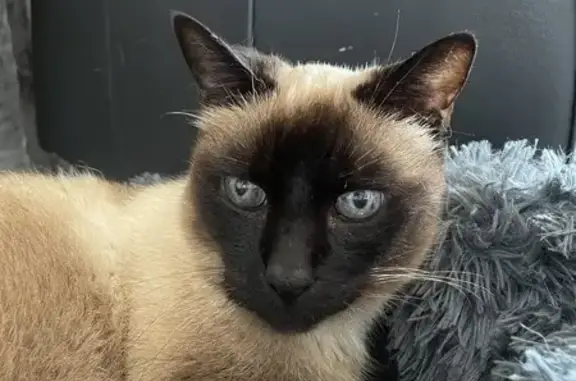 Animaux perdus , photo: Chat âgé Caramel disparu