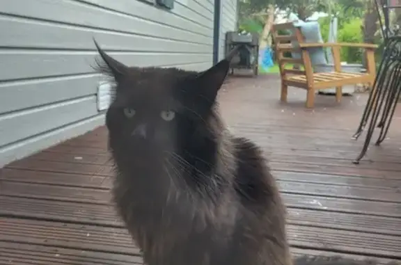 Chat noir perdu, sociable - photo