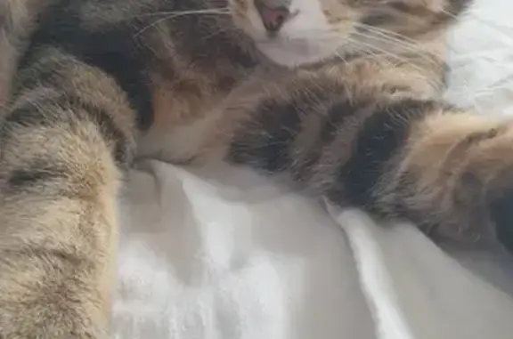 Animaux perdus , photo: Chat perdu: Mâle pucé, leucose, Valambray