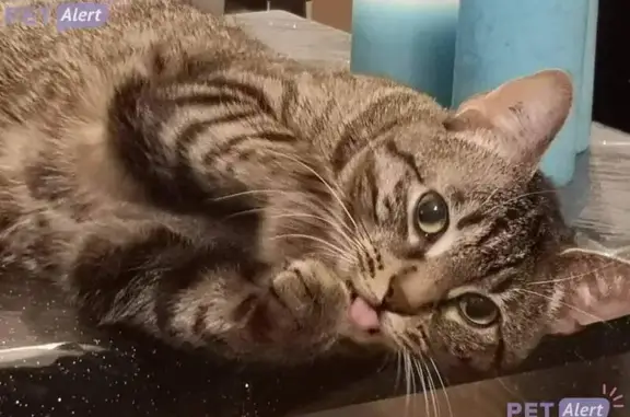 Animaux perdus Lagny-sur-Marne, photo: Lucky, chat doux perdu à Lagny