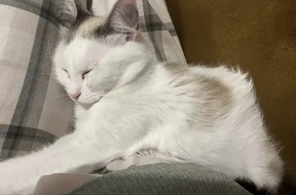 Animaux perdus Ploumoguer, photo: Chatte Ursuline disparue à Ploumoguer