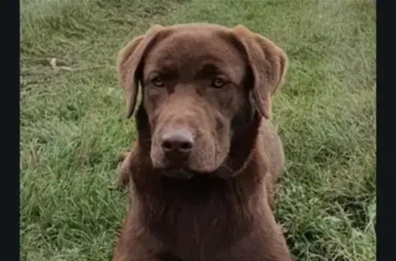 Chien perdu Nogent-sur-Seine, photo : Chien perdu à Nogent-sur-Seine