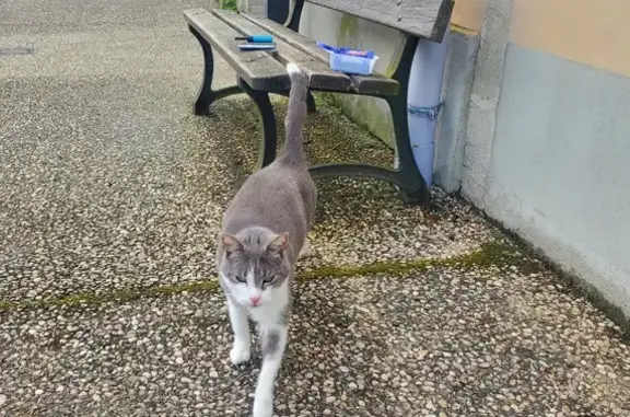 Chat gris-blanc trouvé à Pelousey - photo