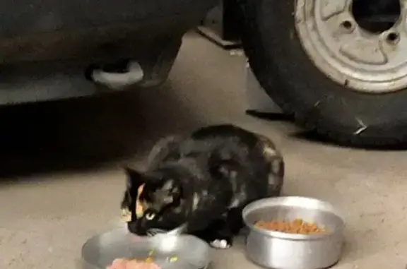 Chatte gestante trouvée à Égreville - photo