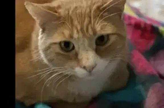 Lost Cat Dynomite: Orange Tabby, Snipped Ear