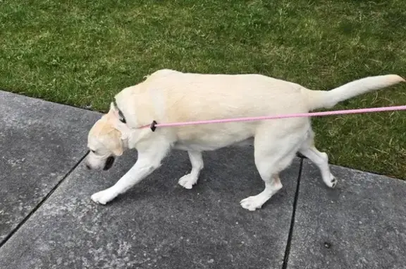 Lost Pup's Sidewalk Adventure - Found!