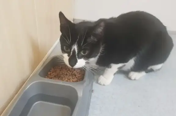 Chatte trouvée à Dole, collier gris - photo