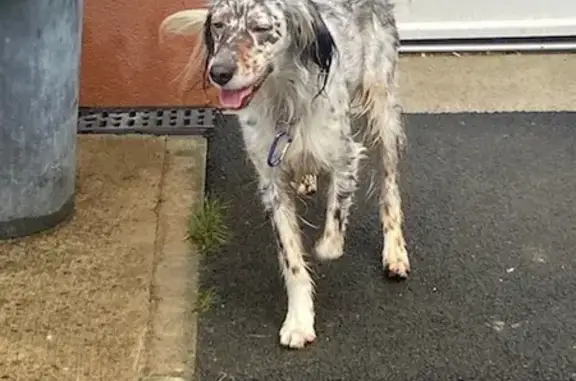 Chien trouvé Montauban-de-Bretagne, photo: Chien gris-blanc perdu à Montauban