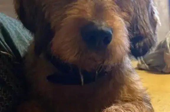 Chien griffon trouvé à Ti Kroaz - photo