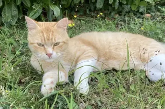 Chat boiteux trouvé à Hennebont - photo