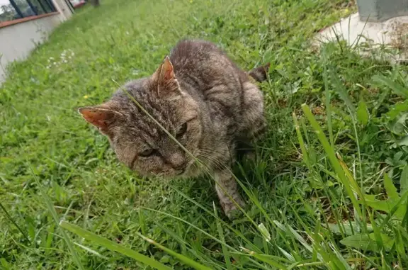 Chatte tigrée malade retrouvée - photo