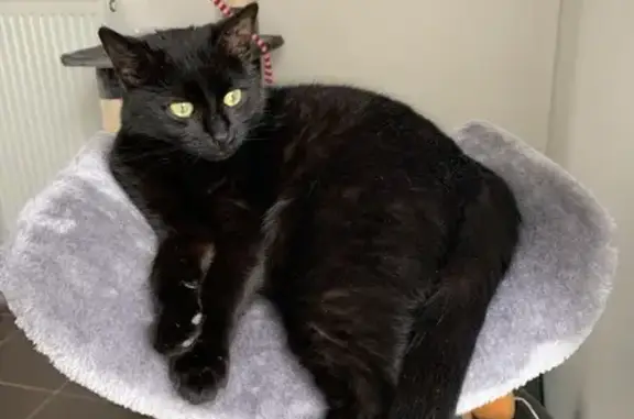 Animaux perdus Saint-André-les-Vergers, photo: Chatte noire Ténébréa perdue